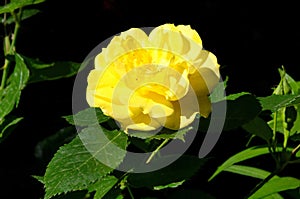 Part of a rose garden with beautiful bushes with yellow flowers