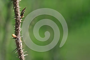 Part of a rose stem with many thorns or sharp outgrowths against a blurred green background