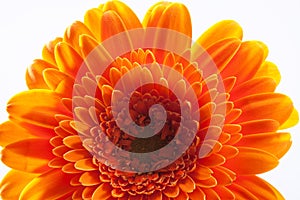 Part of single gerbera flower on white background macro