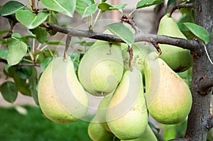 Part of a small pear tree with many, large and ripe fruits in the garden