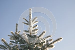 A part of snow tree under the blue sky