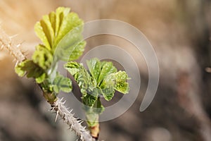 Part of the stem of a rose with many thorns or sharp outgrowths and young opening leaves against a blurred background