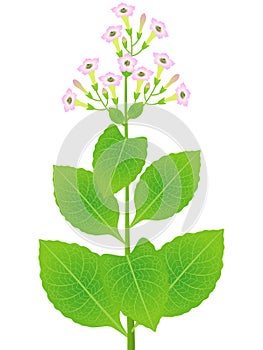 A part of tobacco plant with flowers is isolated on a white background.