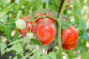 Part of tomato plant