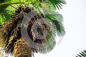 Part of a trachycarpus escelsa from below