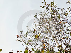 Part of a tree against the evening sky.