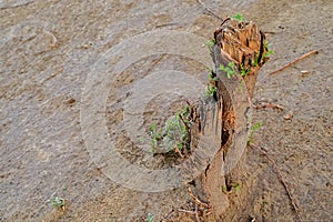 the part of a tree left after cutting a tree.The concept of the destruction of nature