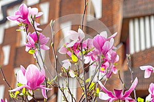 part of a tree with magnolias with an urbanized background of a residential building. photo