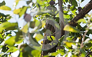 Part of the tree trunk close-up.