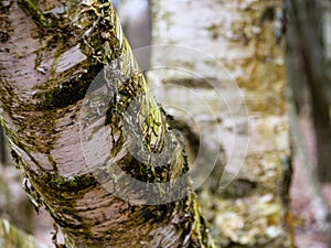 Trunk of a birch close up, the bark of the tree is peeling and sloughing off photo