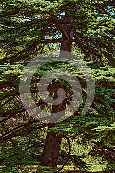 Part of old pine tree