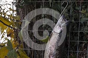 Part view of a fished rainbow trout