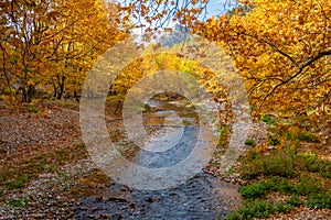 Part of the Vouraikos river in in Achaea, Greece which is surrounded by an autumnal landscape with yellow trees