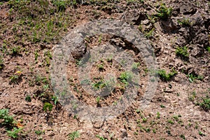 A part of wet soil on slop with small plants