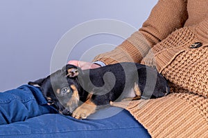Part of a woman, with a nearly sleeping Jack Russel Terrier puppy on her legs