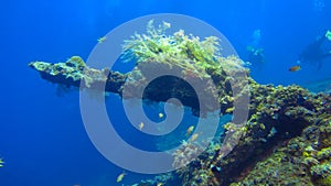 Part of the wreckage of a war battleship from World War II overgrown with sea corals. Liberty wreck off the coast of Bali island,