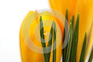 Part of yellow blossom of spring flowers crocuses and leaves with water drop on white background