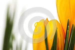 Part of yellow blossom of spring flowers crocuses with water drop on white background and on background with leaves