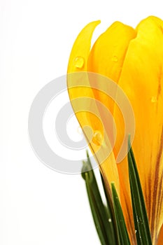 Part of yellow blossom of spring flowers crocuses on white background with place for text