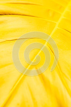 Part of yellow leaf close-up