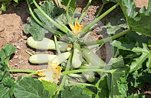 Part of the zucchini plant in a vegetable garden - leaves, stem, flower, fruit