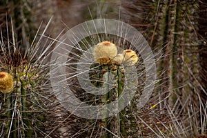 Cactus del desierto de Atacama photo