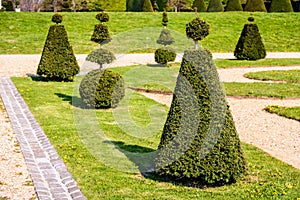 A parterre in a french formal garden with yew trees pruned in elaborate geometric shapes