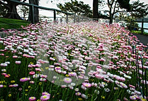 Parterre of pinky flowers at Mrs Macquarie`s Chair, Sydney, New South Wales, Australia
