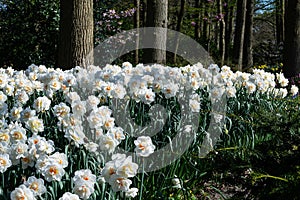 Parterre of White Daffodils in Keukenhof photo
