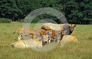 Parthenaise Cattle, a French Breed, Herd with Bull, Cows and Calf