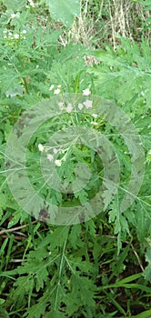 Parthenium hysterophorus || Artemisia annua