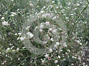 Parthenium hysterophorus or Congress plant photo