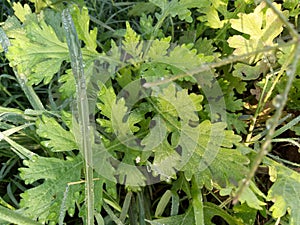 Parthenium Hysterophorus & x28;Parthenium Weed& x29;