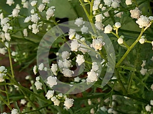 Parthenium Hysterophorus & x28;Parthenium Weed& x29;