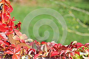 Parthenocissus in autumn on green background