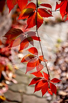 Parthenocissus is a genus of tendril climbing plants in the grape family, Vitaceae