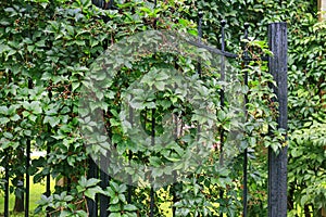 Parthenocissus plant on the iron gate. Green virginia creeper leaves