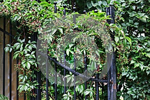 Parthenocissus plant on the iron gate. Green virginia creeper leaves