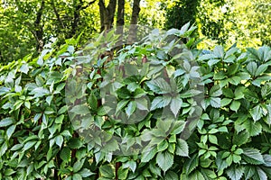 Parthenocissus plant on the iron gate. Green virginia creeper leaves