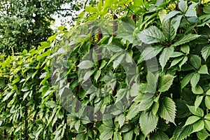 Parthenocissus plant on the iron gate. Green virginia creeper leaves