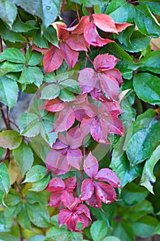 Parthenocissus quinquefolia close up background