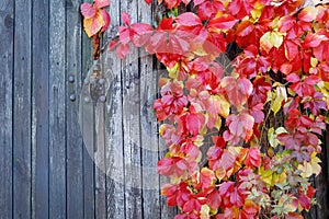 Parthenocissus quinquefolia, known as Virginia creeper, Victoria creeper, five-leaved ivy. Red foliage background gray old wooden