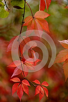 Parthenocissus quinquefolia leafs