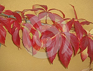 Parthenocissus quinquefolia red foliage