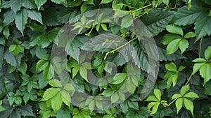 Parthenocissus quinquefolia or Virginia creeper green leaf plant wall