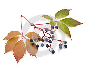 Parthenocissus quinquefolia on the white background