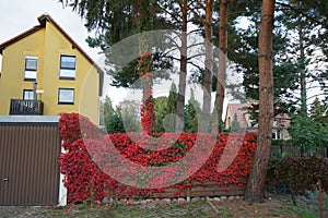 Parthenocissus tricuspidata with autumn foliage climbs a fence in September. Berlin, Germany.