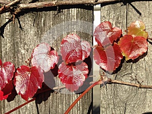 Parthenocissus Tricuspidata Plant on a Wooden Fence in the Sun in the Fall.