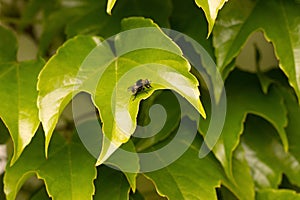 Parthenocissus tricuspidata