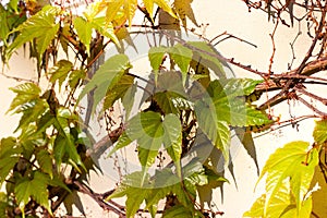 Parthenocissus tricuspidata